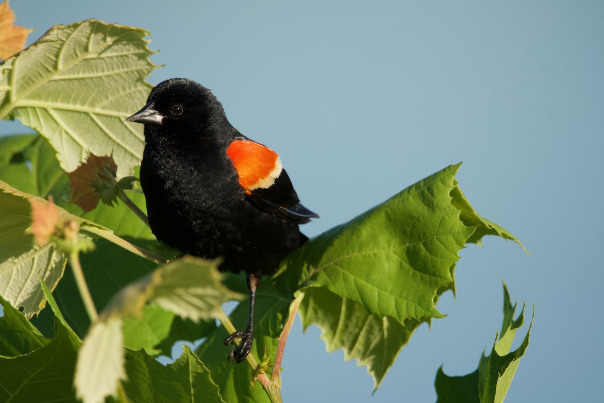 Red-winged Blackbird - ML620008741