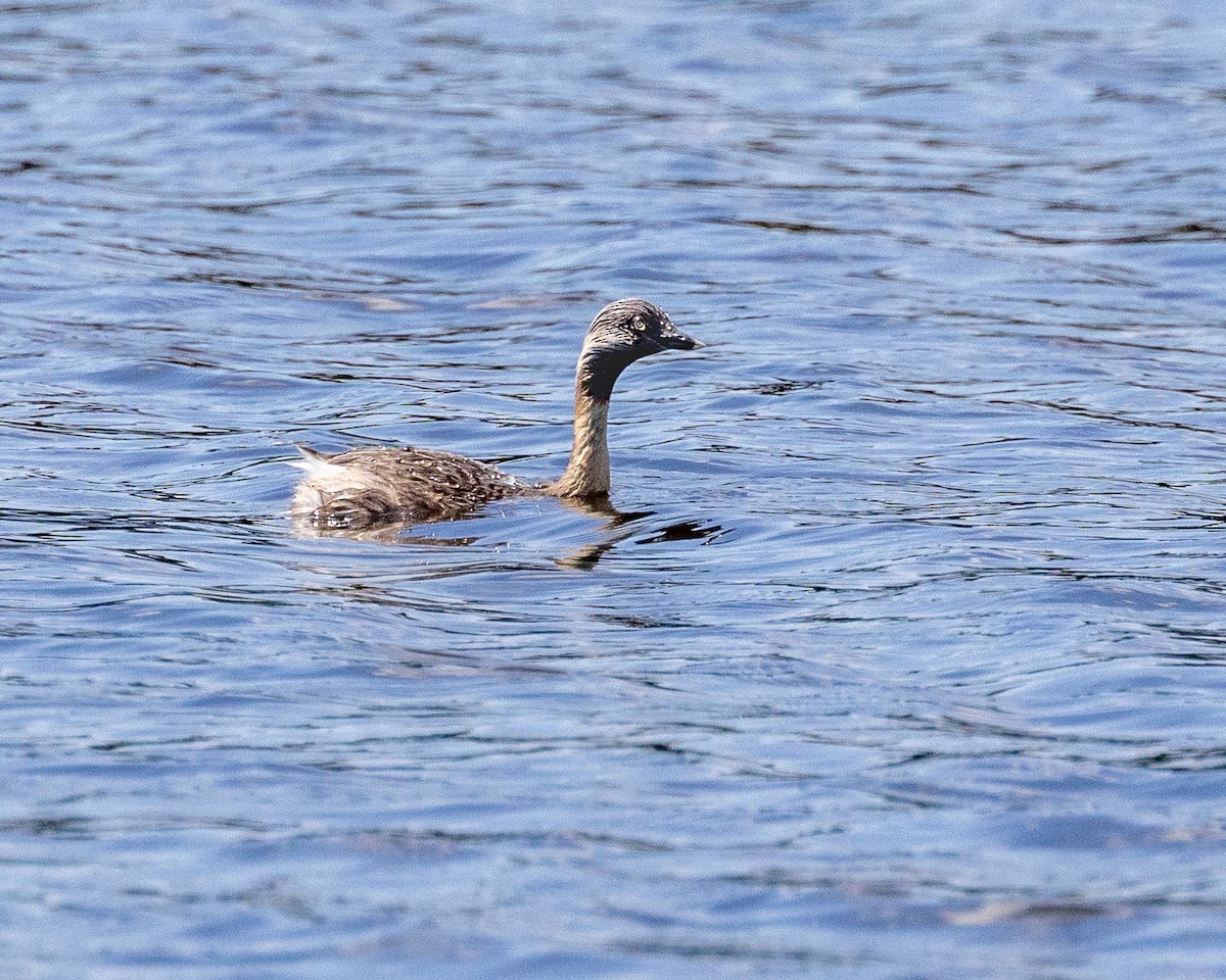 Hoary-headed Grebe - ML620008755