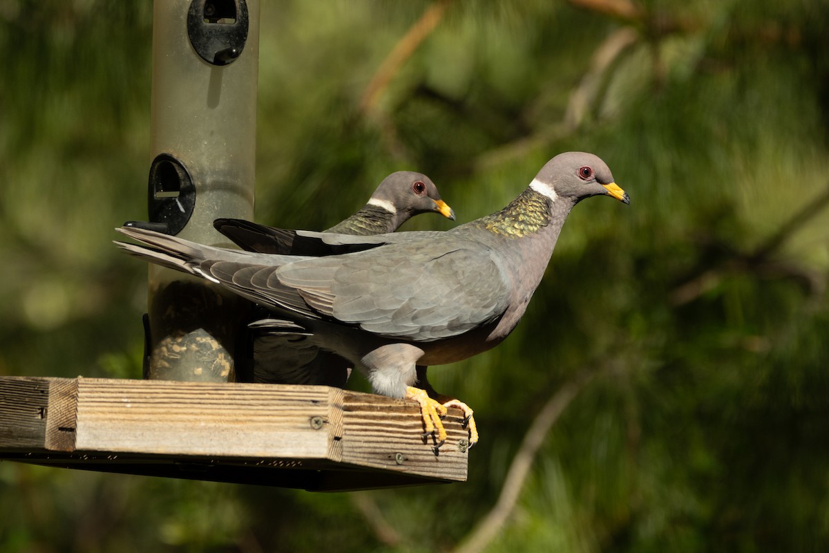 Band-tailed Pigeon - Robert Raffel