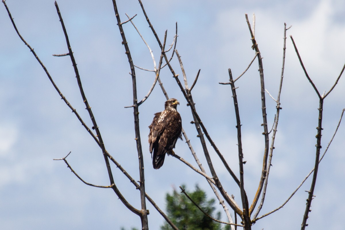 Weißkopf-Seeadler - ML620008842