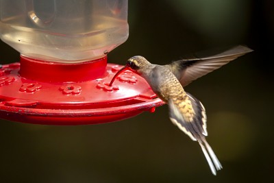 kolibřík tmavolící - ML620008854