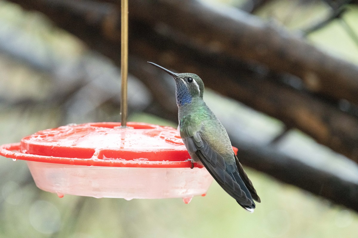 kolibřík blankytohrdlý - ML620008861