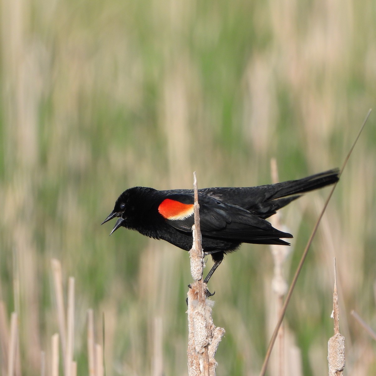 Red-winged Blackbird (Red-winged) - ML620008867