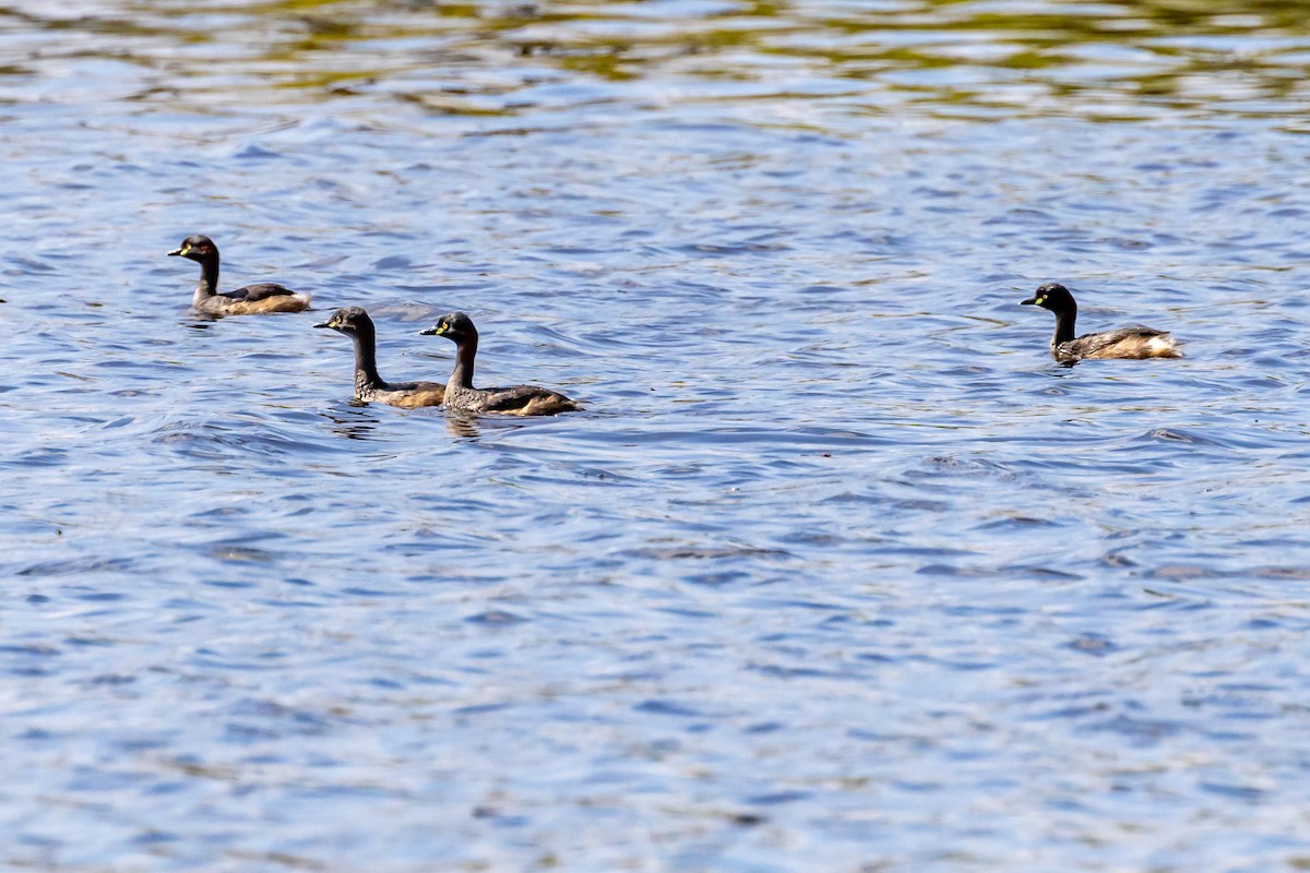 Australasian Grebe - ML620008869