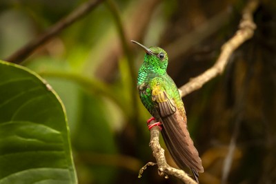 kolibřík křivozobý - ML620008884