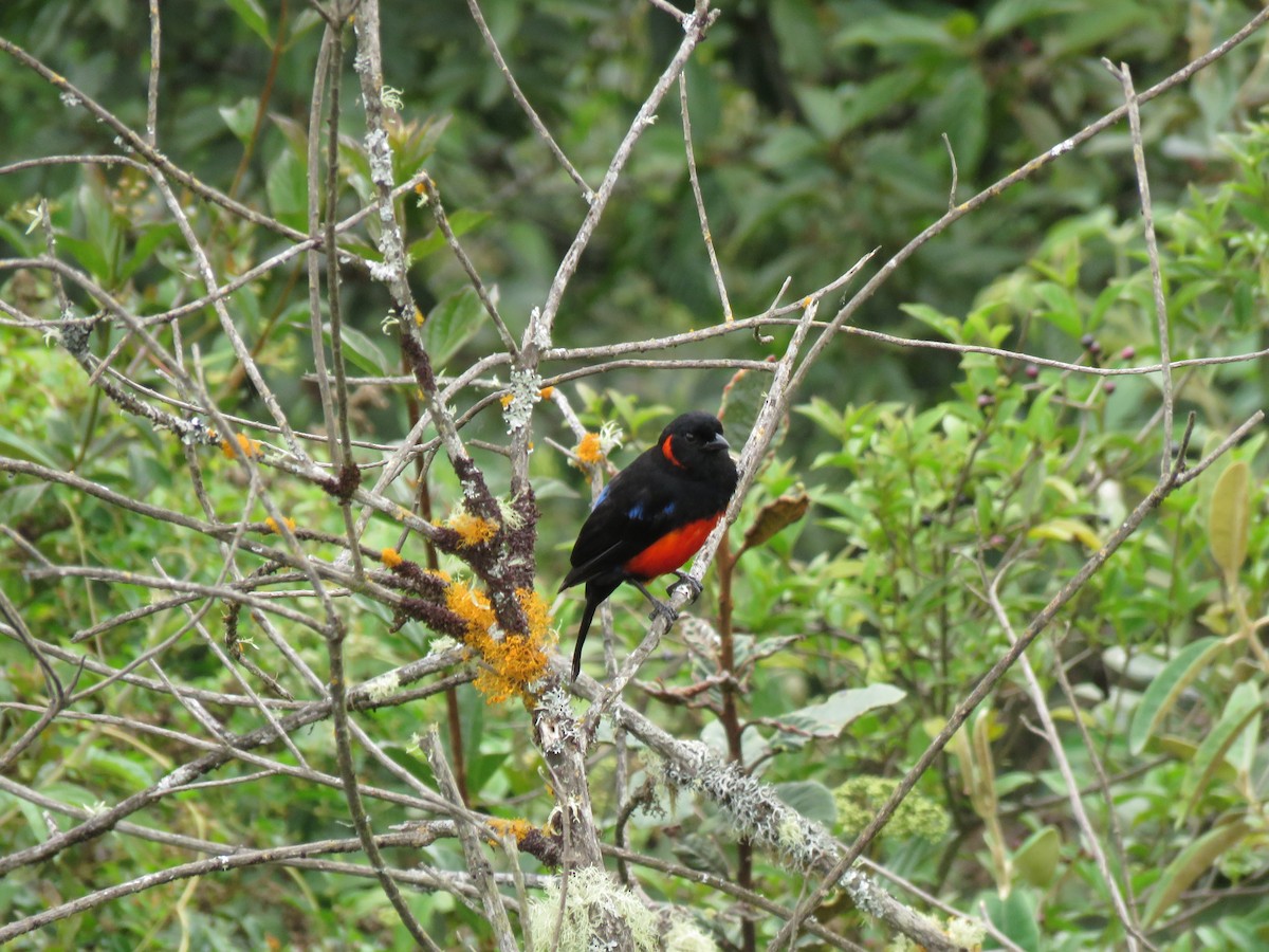 Scarlet-bellied Mountain Tanager - ML620008887