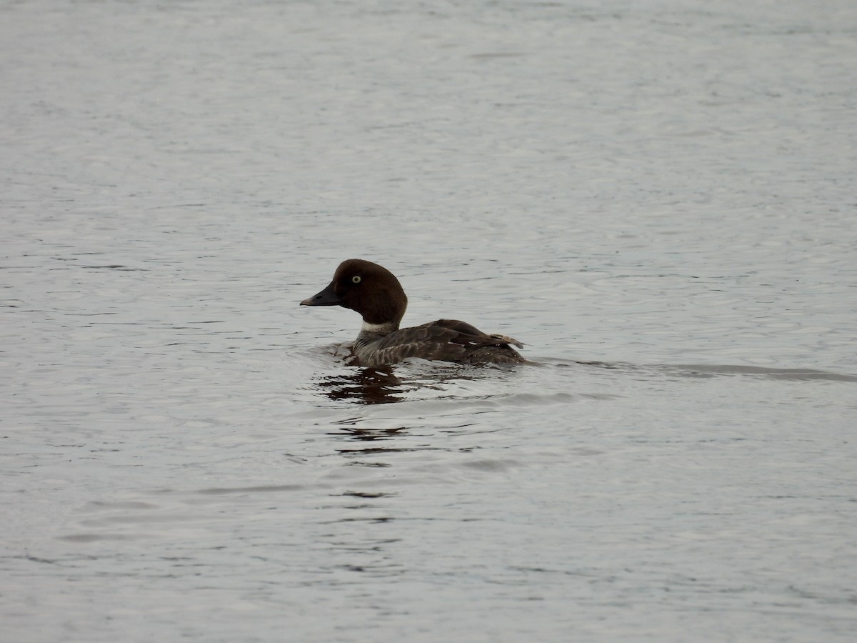 Common Goldeneye - ML620008897