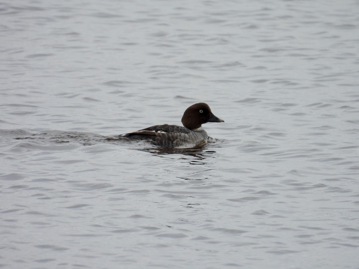 Common Goldeneye - ML620008899