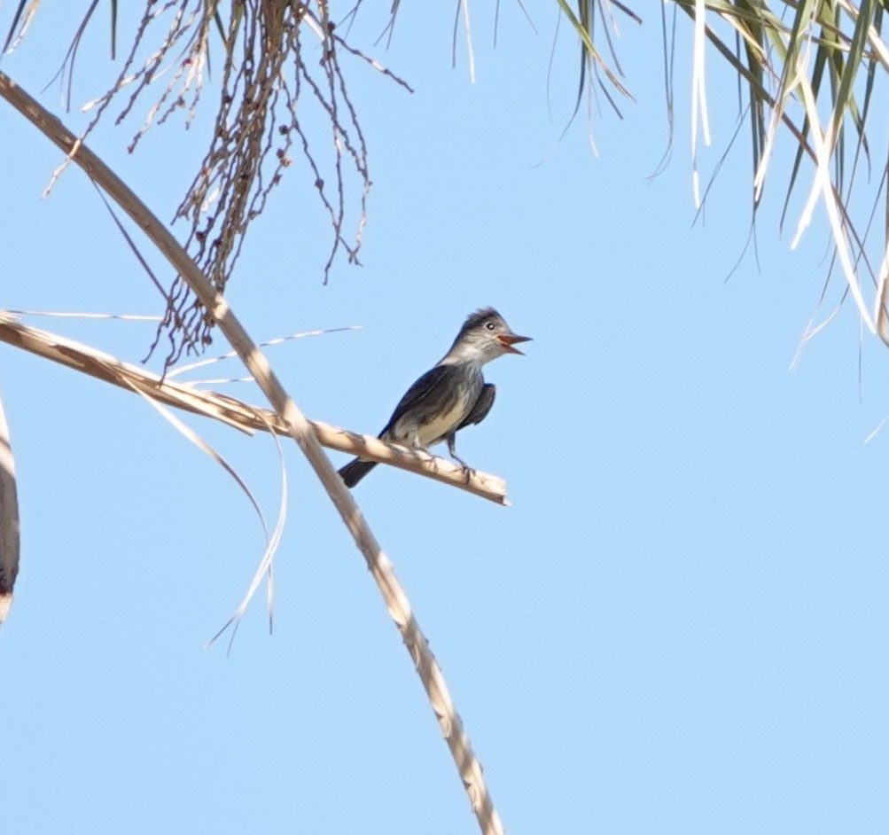 Olive-sided Flycatcher - ML620008901