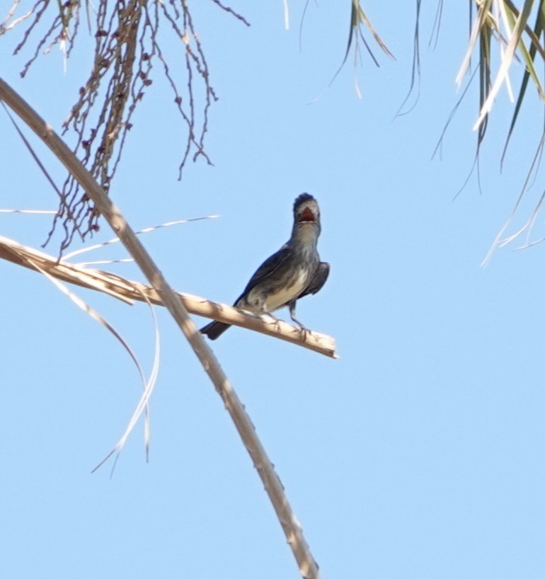 Olive-sided Flycatcher - ML620008902