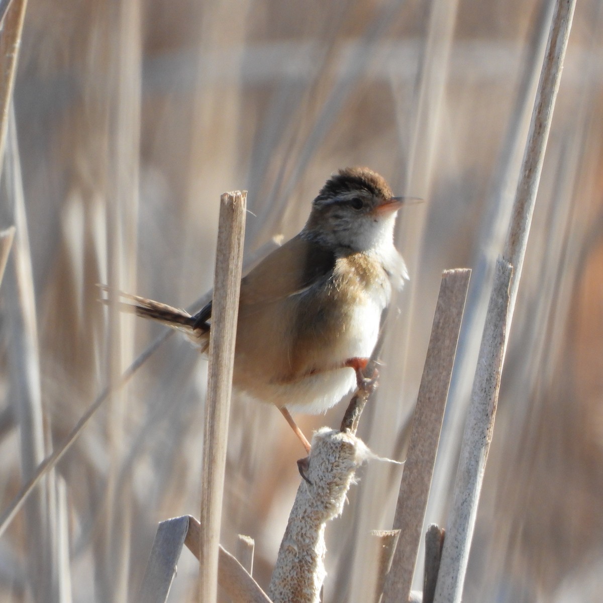 Cucarachero Pantanero (grupo palustris) - ML620008935