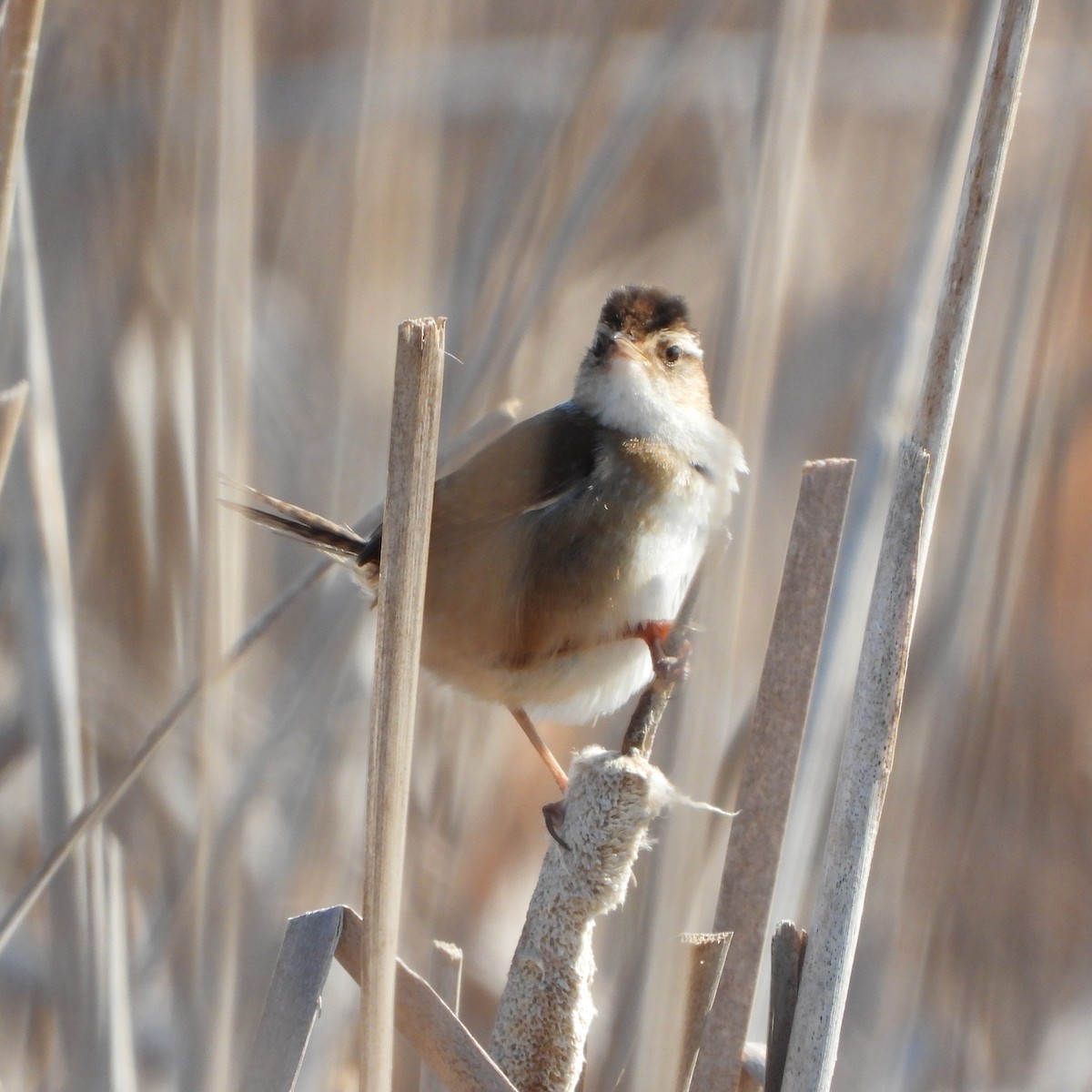 Cucarachero Pantanero (grupo palustris) - ML620008936