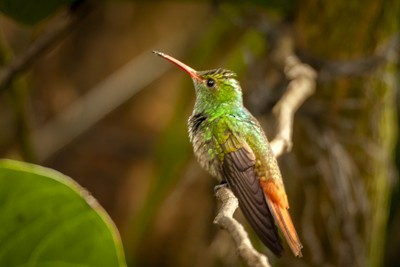 Rufous-tailed Hummingbird - ML620008940