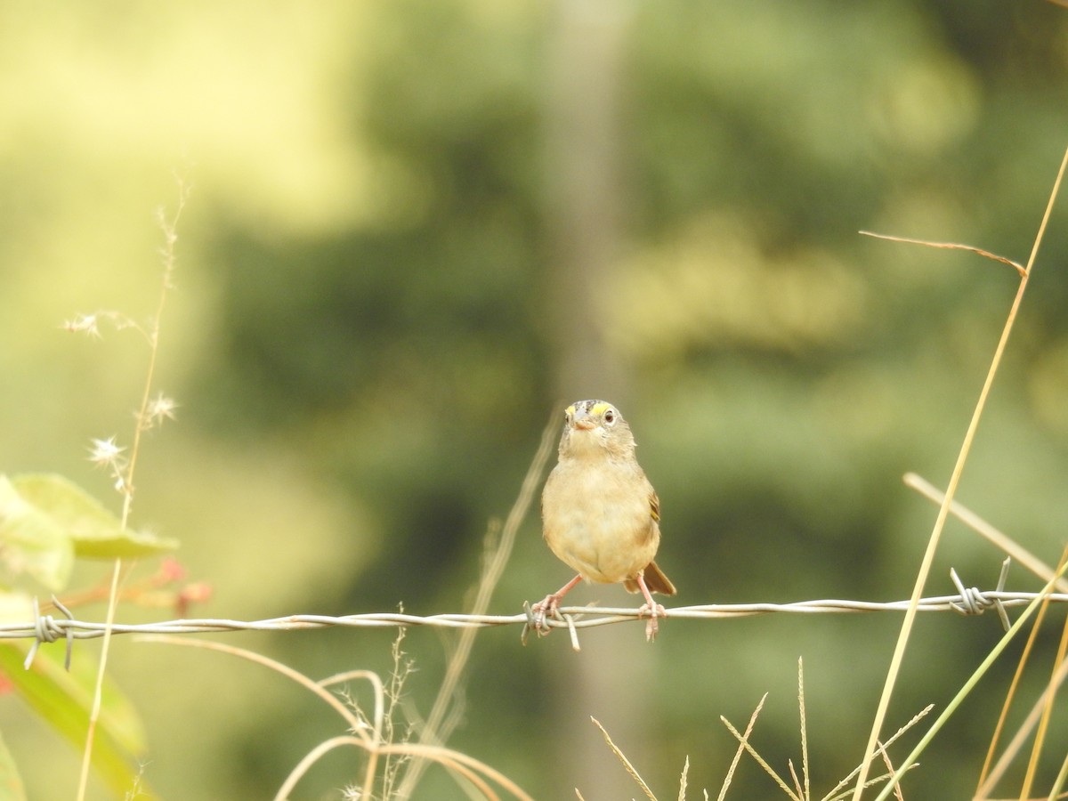 Grassland Sparrow - ML620008947