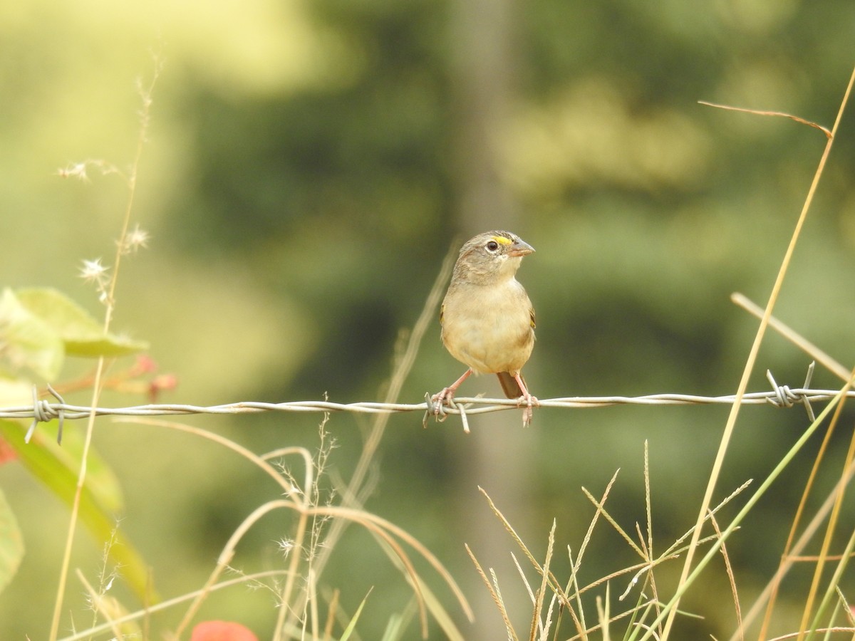 Grassland Sparrow - ML620008948
