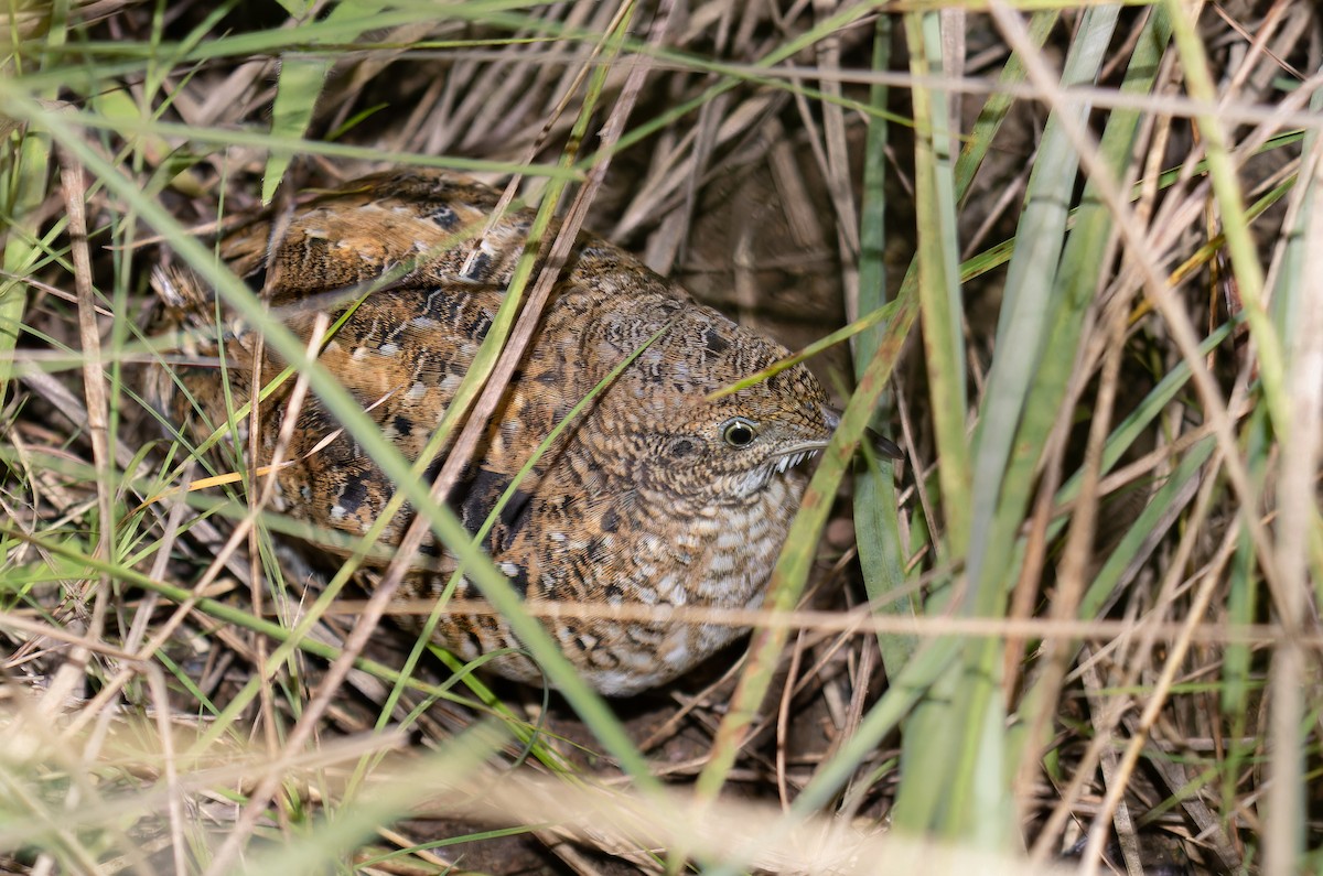 Dwarf Tinamou - ML620008965