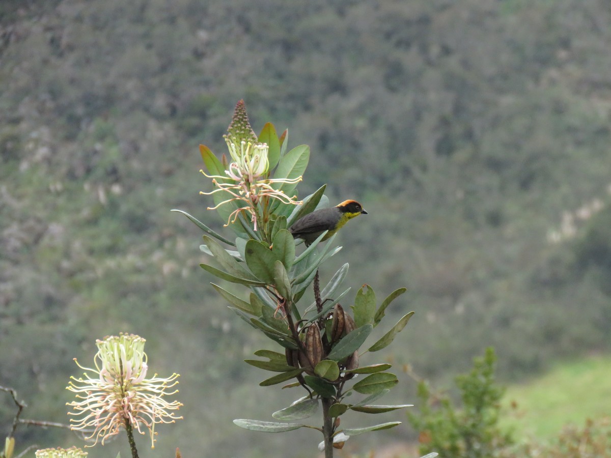 Atlapetes Pechiamarillo - ML620008971