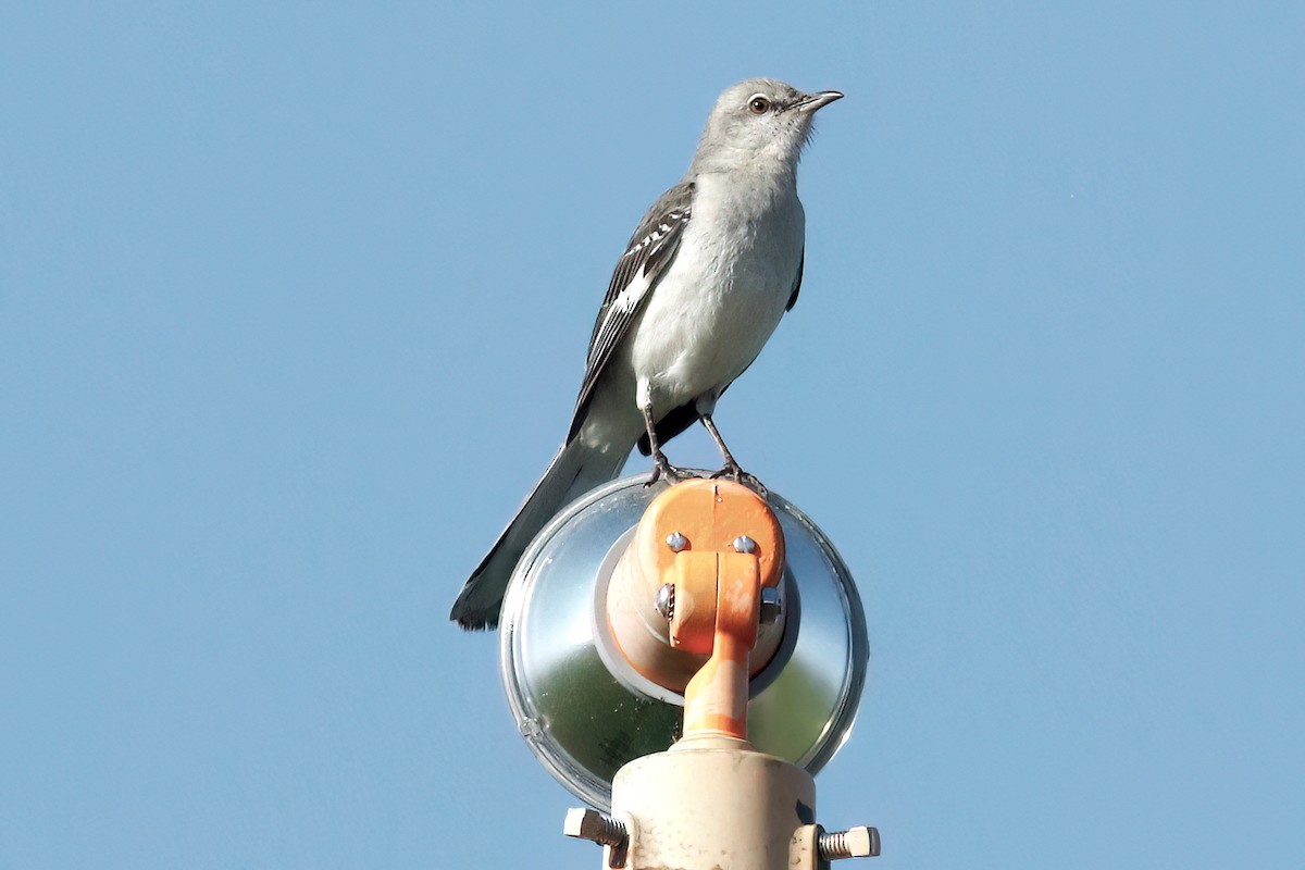 Northern Mockingbird - ML620008975