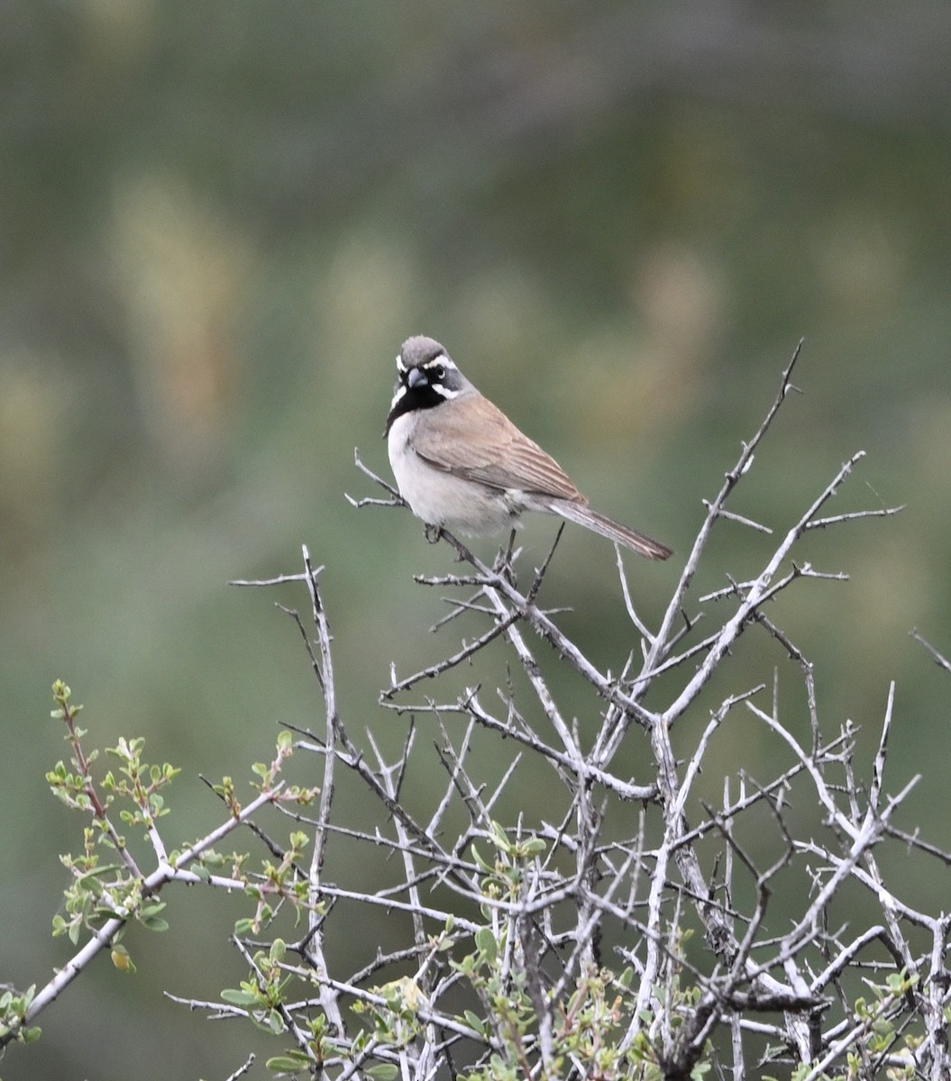 Black-throated Sparrow - Tim Kashuba