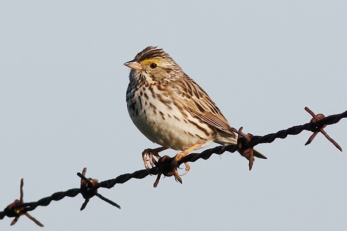 Savannah Sparrow - ML620008981