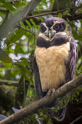 Spectacled Owl - ML620008988
