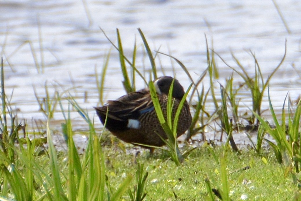 Blue-winged Teal - ML620008990