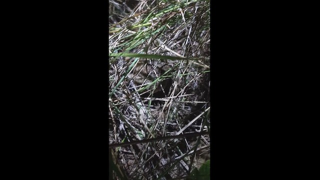 Dwarf Tinamou - ML620008993