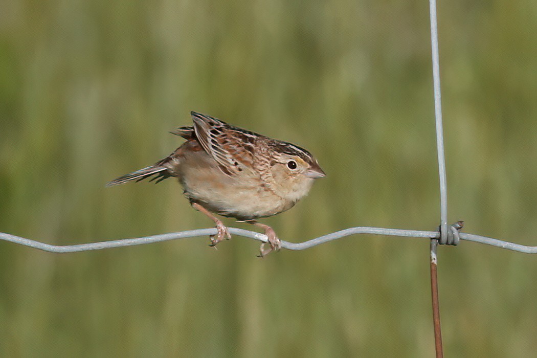 Grasshopper Sparrow - ML620008994