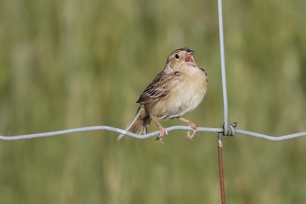 Grasshopper Sparrow - ML620009002