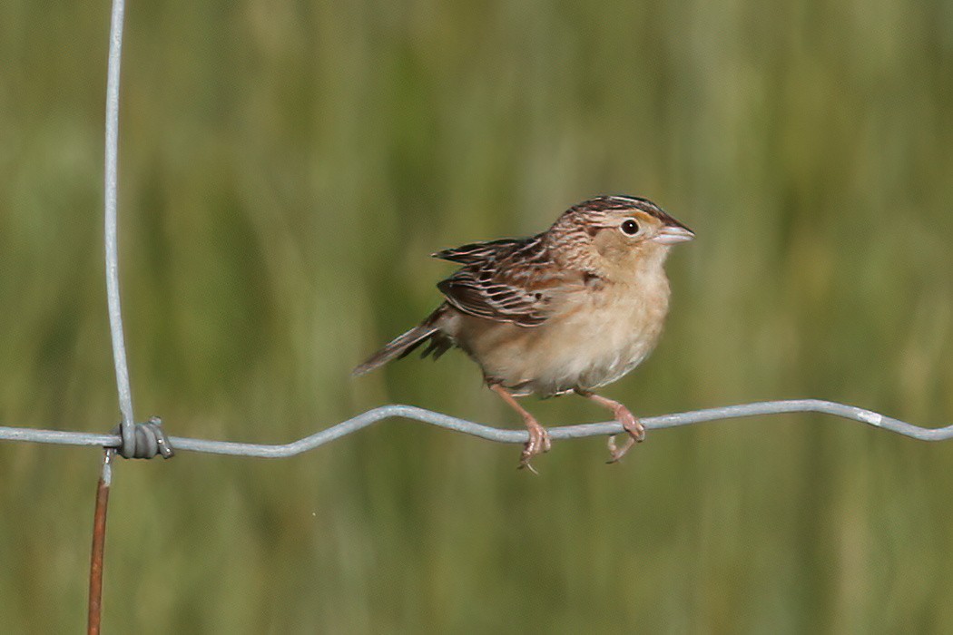 Grasshopper Sparrow - ML620009004