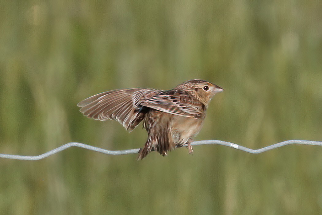 Grasshopper Sparrow - ML620009011