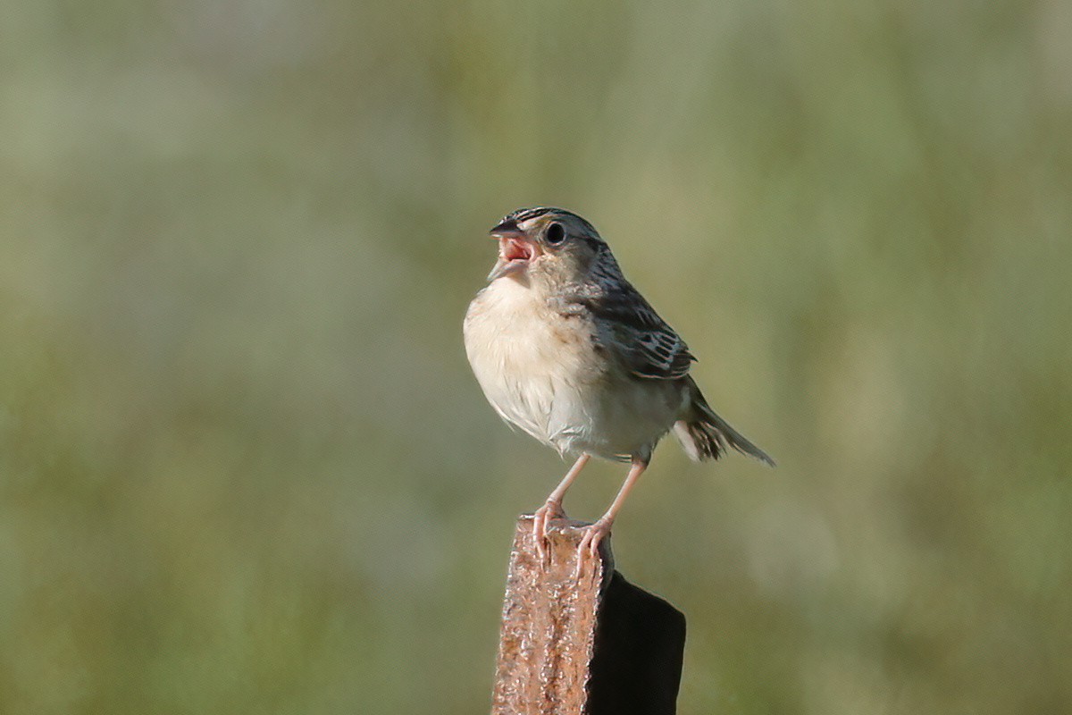 Grasshopper Sparrow - ML620009014