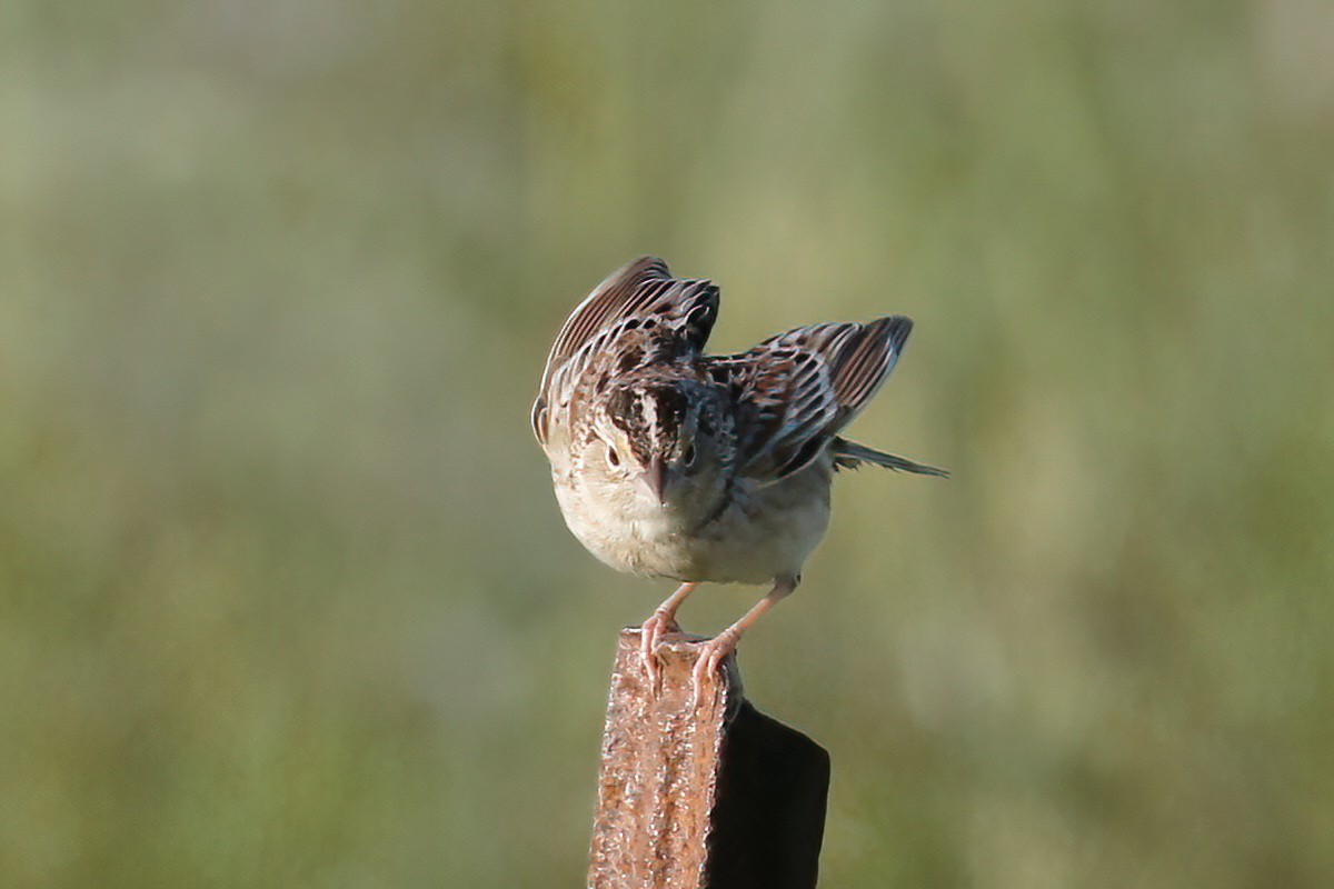 Grasshopper Sparrow - ML620009017