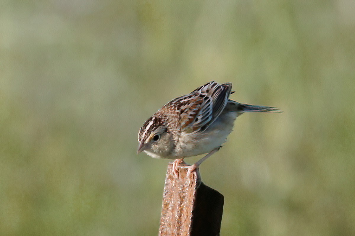 Grasshopper Sparrow - ML620009021