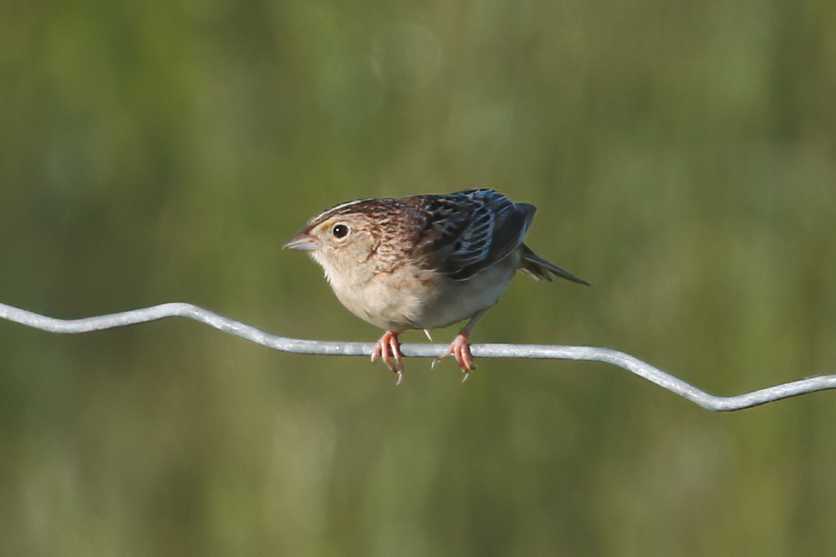 Grasshopper Sparrow - ML620009029