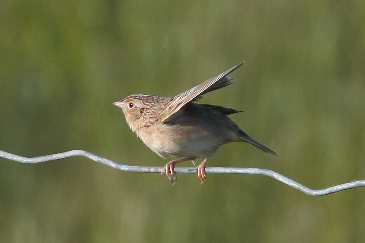 Grasshopper Sparrow - ML620009030