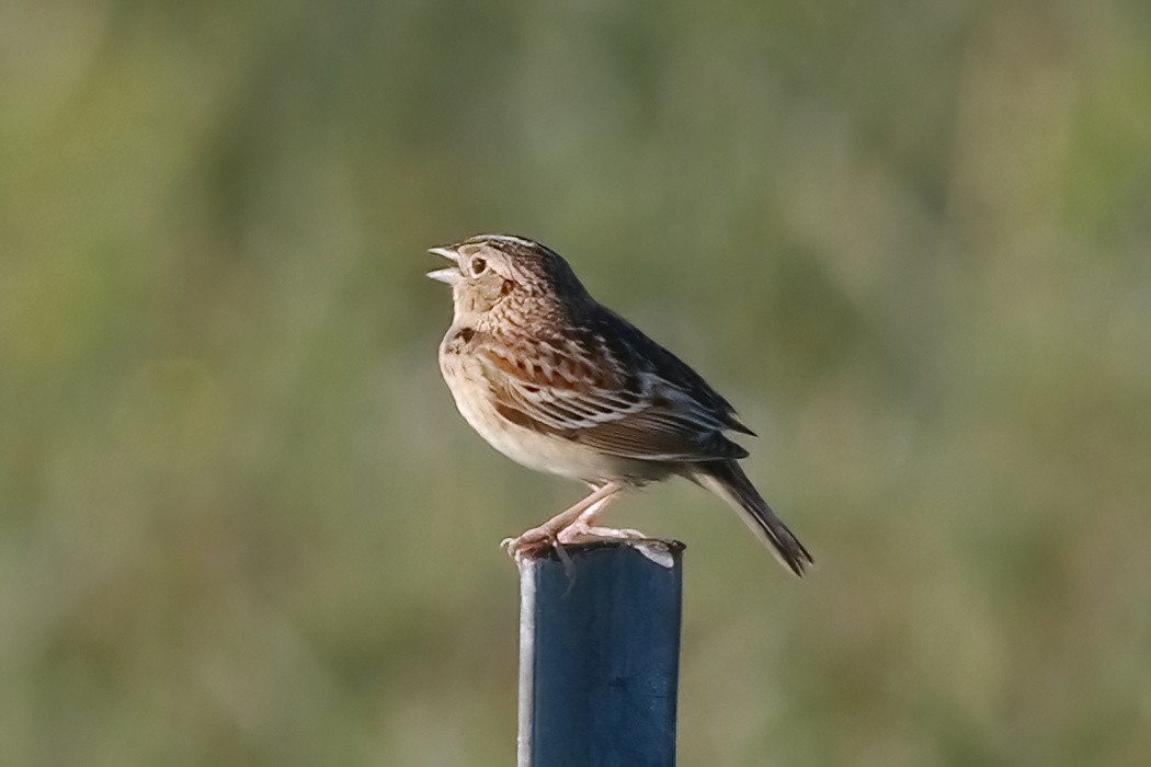 Grasshopper Sparrow - ML620009033