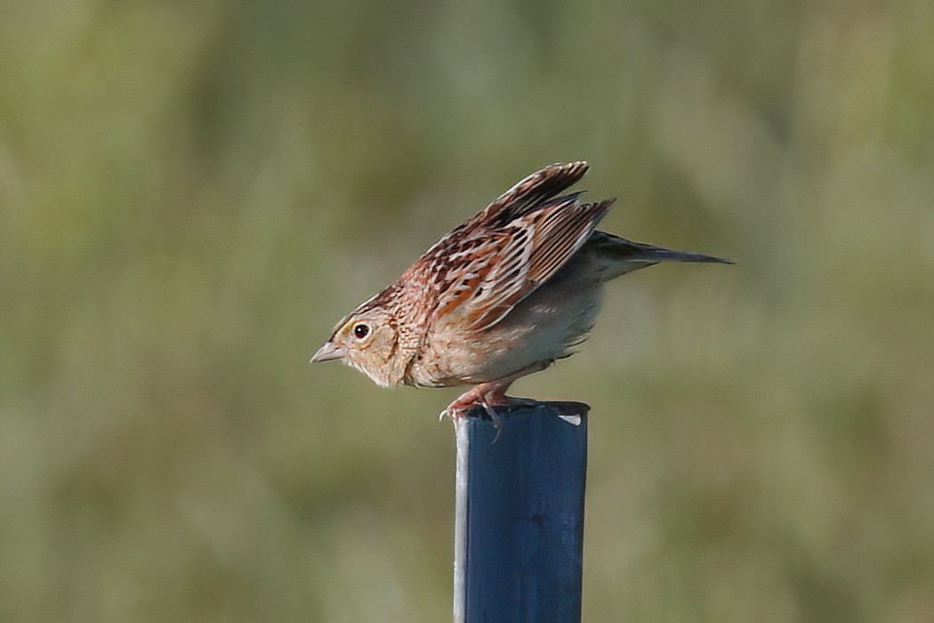 Grasshopper Sparrow - ML620009036