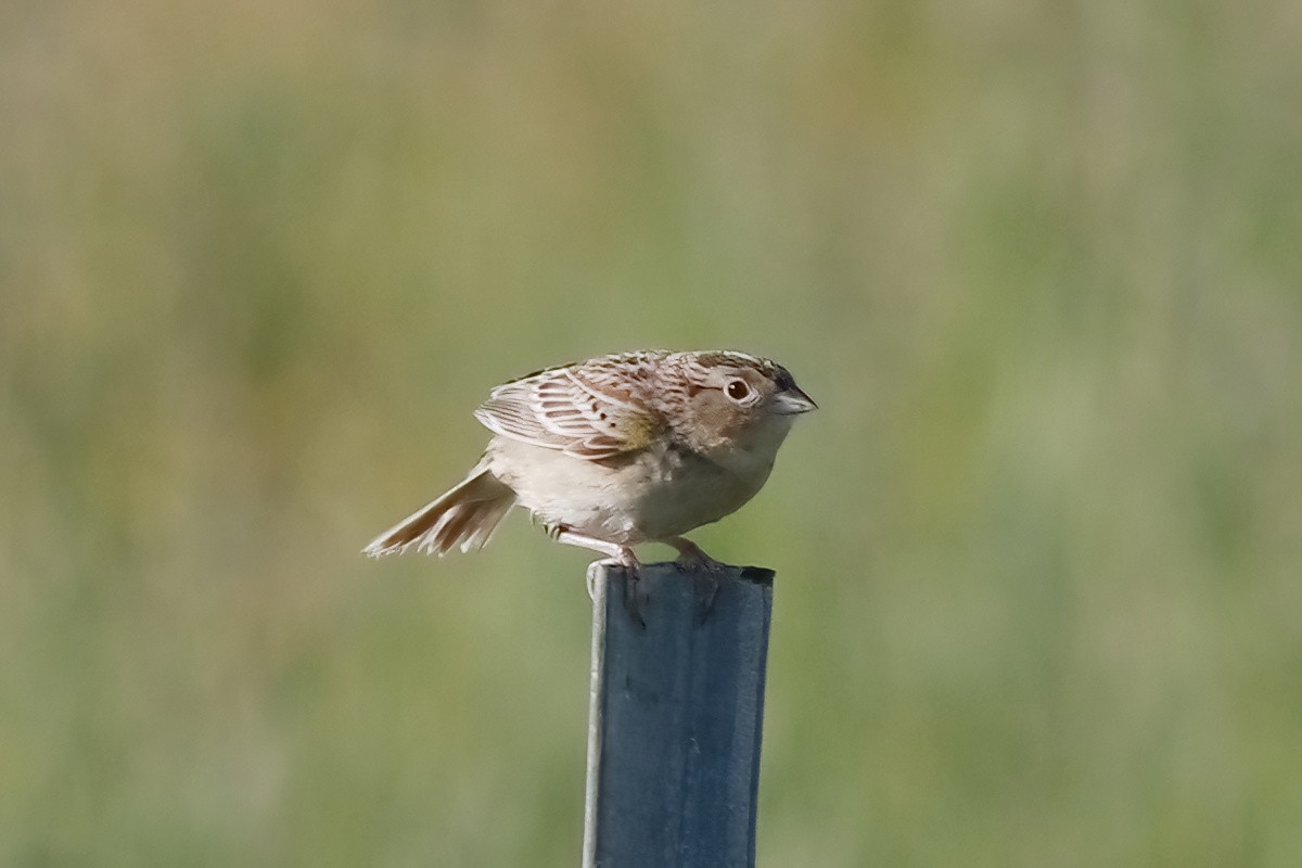 Grasshopper Sparrow - ML620009037