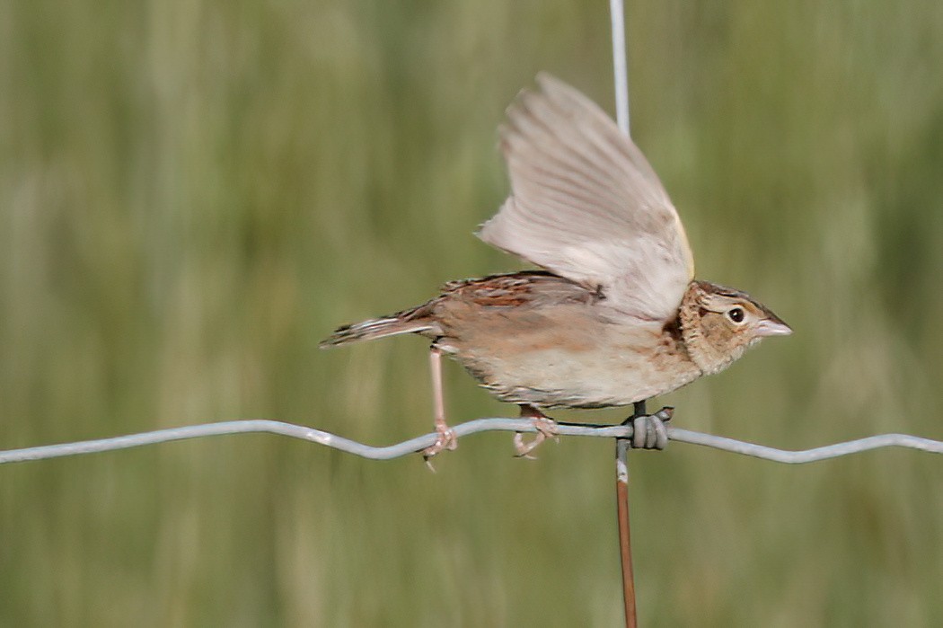 Grasshopper Sparrow - ML620009039