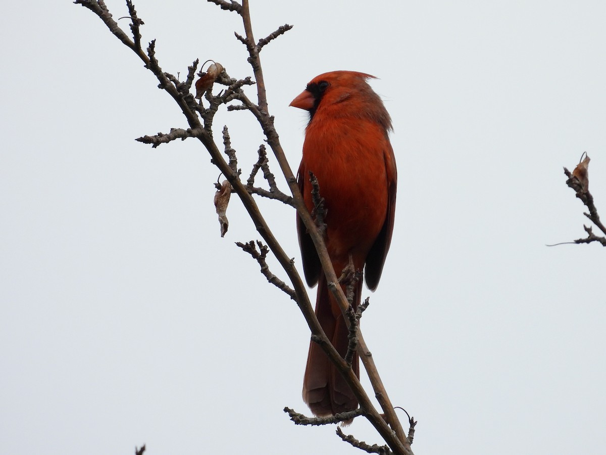 Cardenal Norteño - ML620009058