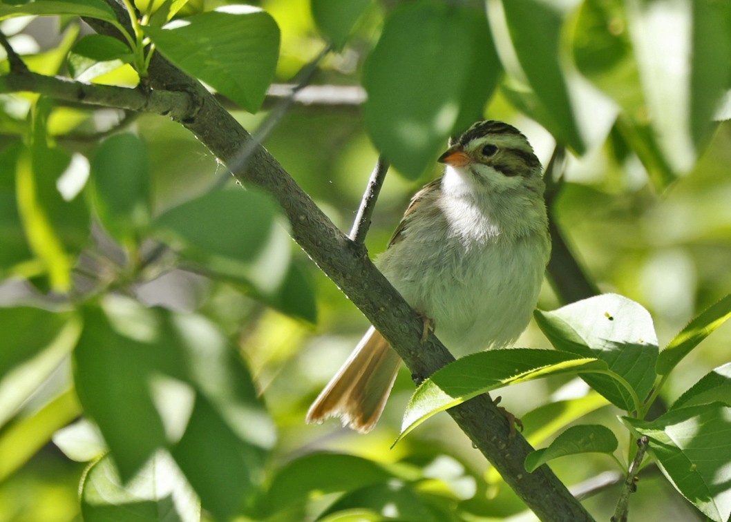 Clay-colored Sparrow - ML620009060