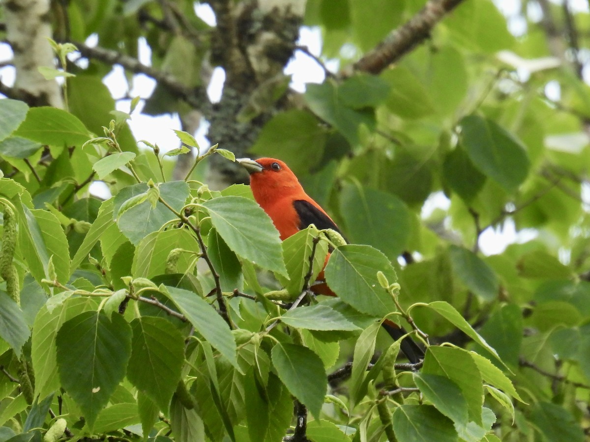 Scarlet Tanager - ML620009067