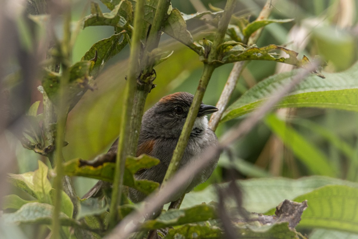 Pale-breasted Spinetail - ML620009075
