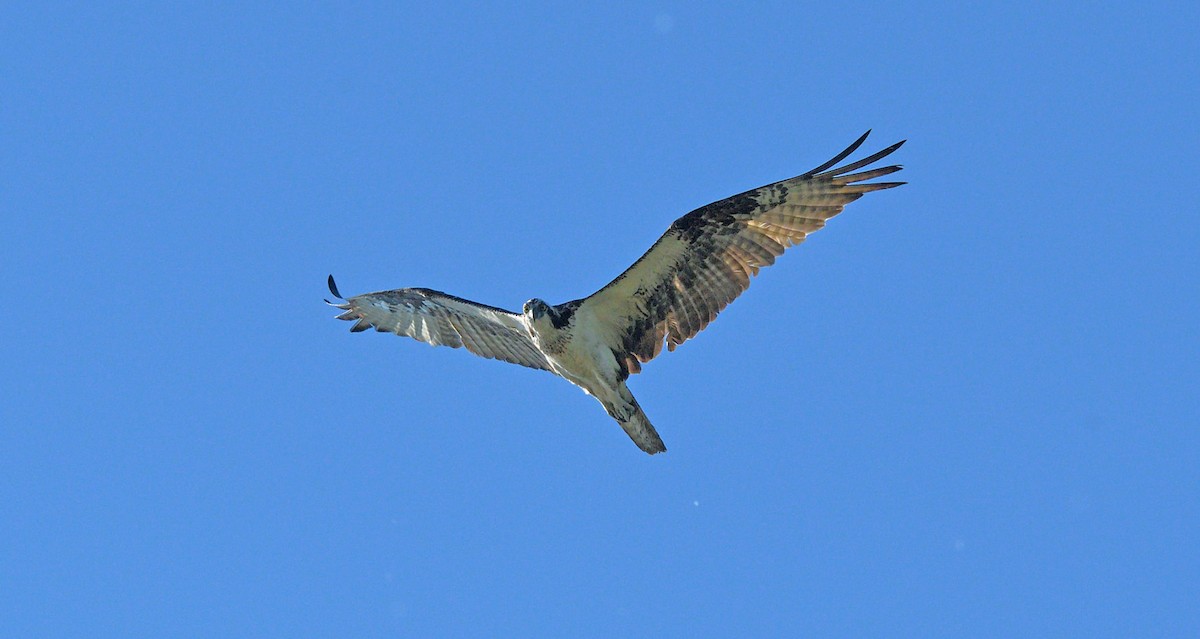 Águila Pescadora - ML620009104