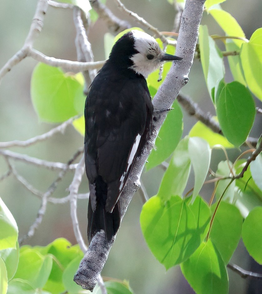 White-headed Woodpecker - ML620009128
