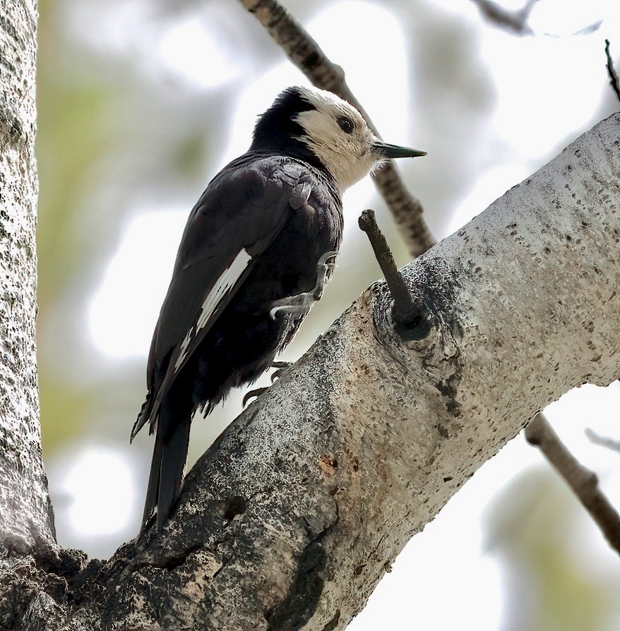 White-headed Woodpecker - ML620009129