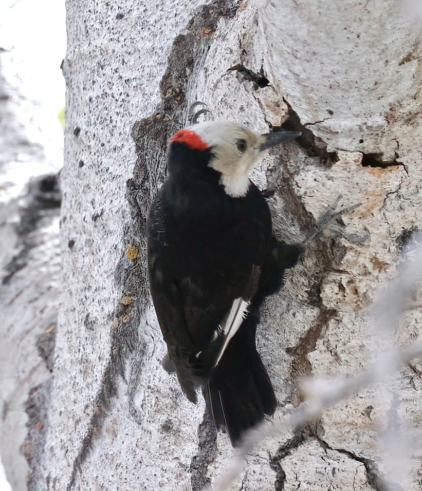 White-headed Woodpecker - ML620009130