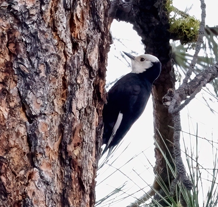 White-headed Woodpecker - ML620009131