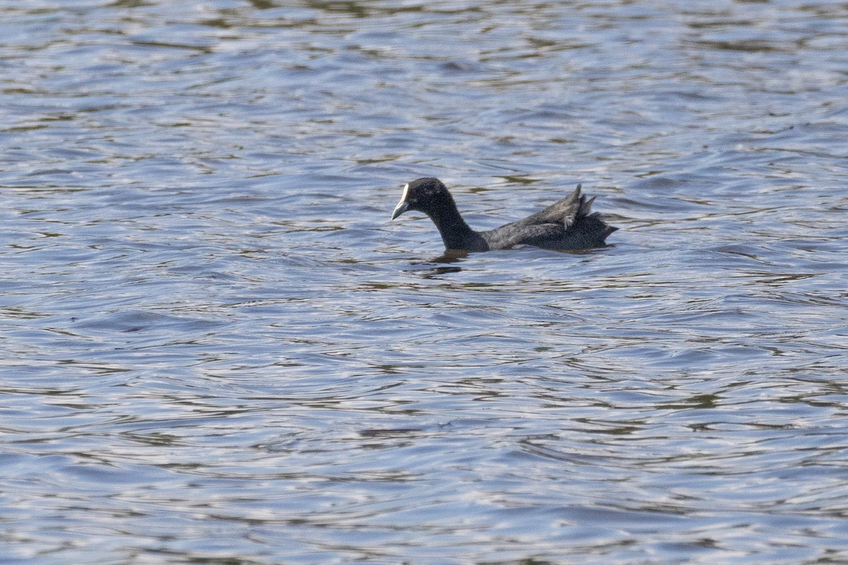 Eurasian Coot - ML620009172